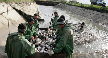 В сфере рыболовства выявлено более 9 тыс. нарушений