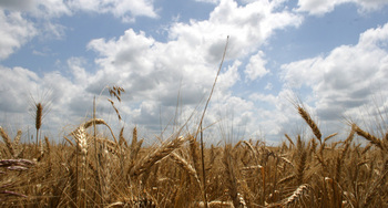 На проверки агробизнеса в период сезонных полевых работ могут ввести мораторий